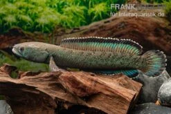 Emerald Green Schlangenkopf, Channa Sp. „Emerald Green“ -Aquarienladen Emerald Green Schlangenkopf Channa sp Emerald Green 3