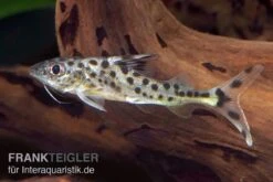 Engel-Antennenwels, Pimelodus Pictus -Aquarienladen Engel Antennenwels Pimelodus pictus neu 3