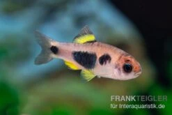 Schmetterlingsbarbe, Barbus Hulstaerti (Minifisch), 5 Stück -Aquarienladen Enteromius hulstaerti 14