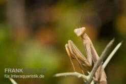 Europäische Gottesanbeterin, Mantis Religiosa -Aquarienladen Europaeische Gottesanbeterin Mantis religiosa