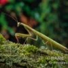Europäische Gottesanbeterin, Mantis Religiosa -Aquarienladen Europaeische Gottesanbeterin Mantis religiosa neu 1