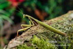 Europäische Gottesanbeterin, Mantis Religiosa -Aquarienladen Europaeische Gottesanbeterin Mantis religiosa neu 3