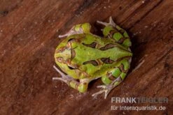 Fantasy Pacman Frog Grün, Ceratophrys Cornuta X Ceratophrys Cranwelli -Aquarienladen Fantasy Pacman Frog gruen C cornuta x C cranwelli 03