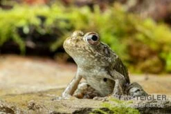 Flussfrosch, Rana Heckscheri -Aquarienladen Flussfrosch Rana heckscheri 3