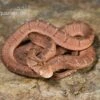 Gansi-Eierschlange, Dasypeltis Gansi 1 Gansi-Eierschlange, Dasypeltis Gansi -Aquarienladen Gansi Eierschlange Dasypeltis gansi neu 1