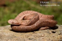 Gansi-Eierschlange, Dasypeltis Gansi -Aquarienladen Gansi Eierschlange Dasypeltis gansi neu 3