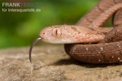 Gansi-Eierschlange, Dasypeltis Gansi -Aquarienladen Gansi Eierschlange Dasypeltis gansi neu 4
