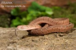 Gansi-Eierschlange, Dasypeltis Gansi -Aquarienladen Gansi Eierschlange Dasypeltis gansi neu 5