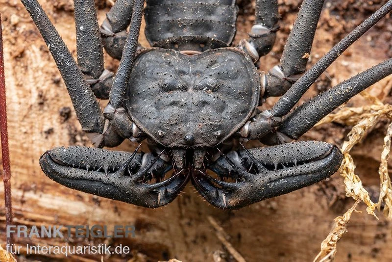 Geißelspinne, Phrynichus Sp. Indonesien 4 Geißelspinne, Phrynichus Sp. Indonesien – Bild 2
