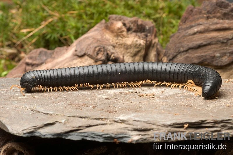 Gelbfüssiger Tausendfüßer, Microtrullius Uncinatus 5 Gelbfüssiger Tausendfüßer, Microtrullius Uncinatus – Bild 3