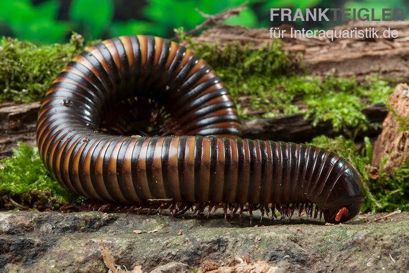 Gelbgebänderter Riesentausendfüßer, Pelmatojulus Ligulatus 5 Gelbgebänderter Riesentausendfüßer, Pelmatojulus Ligulatus – Bild 3