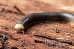 Gelbkopf Tausendfüßer, Spirobolus Sp. "Yellow Head" 11 Gelbkopf Tausendfüßer, Spirobolus Sp. "Yellow Head" -Aquarienladen Gelbkopf Tausendfuesser Spirobolus sp Yellow Head 5