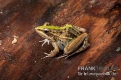 Gestreifter Grasfrosch, Ptychadena Porosissima -Aquarienladen Gestreifter Grasfrosch Ptychadena porosissima 3