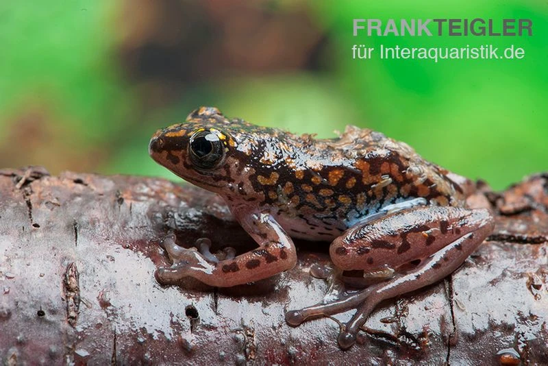 Getupfter Riedfrosch, Hyperolius Guttulatus 4 Getupfter Riedfrosch, Hyperolius Guttulatus – Bild 2