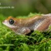 Getupfter Riedfrosch, Hyperolius Guttulatus 1 Getupfter Riedfrosch, Hyperolius Guttulatus -Aquarienladen Getupfter Riedfrosch Hyperolius guttulatus 2