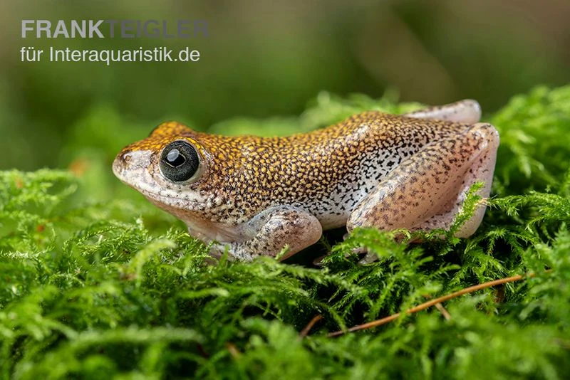 Getupfter Riedfrosch, Hyperolius Guttulatus 3 Getupfter Riedfrosch, Hyperolius Guttulatus