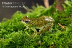 Getupfter Riedfrosch, Hyperolius Guttulatus 9 Getupfter Riedfrosch, Hyperolius Guttulatus -Aquarienladen Getupfter Riedfrosch Hyperolius guttulatus 4