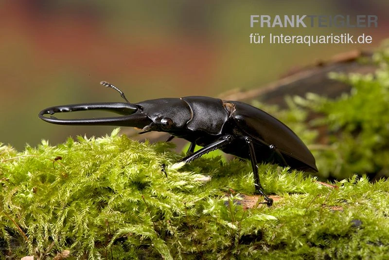 Giraffenhirschkäfer, Prosopocoilus Giraffa 3 Giraffenhirschkäfer, Prosopocoilus Giraffa