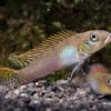 Glänzender Zwergbuntbarsch, Nanochromis Splendens, 1 Paar -Aquarienladen Glaenzender Zwergbuntbarsch Nanochromis splendens 1