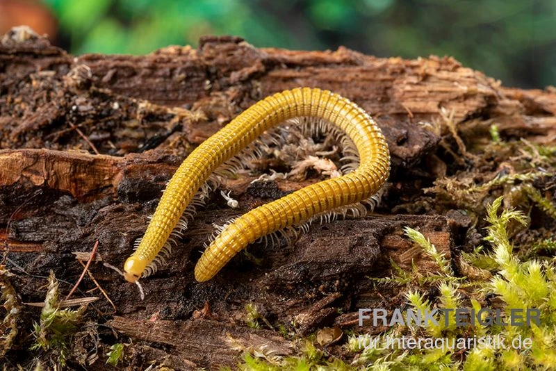 Golden-Cave-Tausendfüßer, Spiroboulus Sp. “Golden Cave” 3 Golden-Cave-Tausendfüßer, Spiroboulus Sp. “Golden Cave”