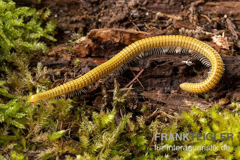 Golden-Cave-Tausendfüßer, Spiroboulus Sp. “Golden Cave” 5 Golden-Cave-Tausendfüßer, Spiroboulus Sp. “Golden Cave” – Bild 3