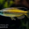 Goldener Kongosalmler, Phenacogrammus Aurantiacus -Aquarienladen Goldener Kongosalmler Phenacogrammus aurantiacus 1