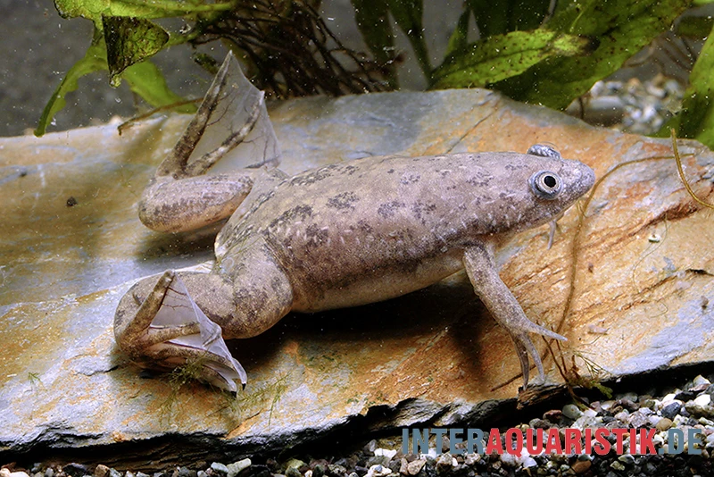 Großer Krallenfrosch, Xenopus Muelleri 3 Großer Krallenfrosch, Xenopus Muelleri