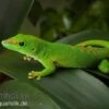 Grosser Madagaskar Taggecko, Phelsuma Mad. Grandis DNZ 2 Grosser Madagaskar Taggecko, Phelsuma Mad. Grandis DNZ -Aquarienladen Grosser Madagaskar Taggecko Phelsuma madagacariensis grandis 1