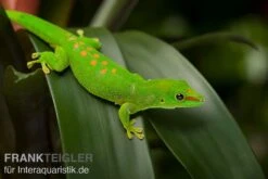 Grosser Madagaskar Taggecko, Phelsuma Mad. Grandis DNZ -Aquarienladen Grosser Madagaskar Taggecko Phelsuma madagacariensis grandis 3