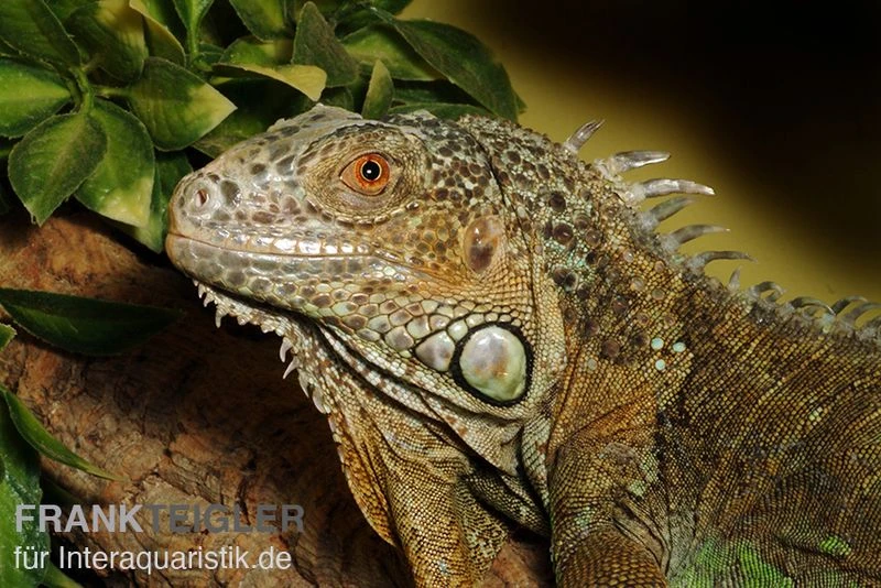 Grüner Leguan, Iguana Iguana 4 Grüner Leguan, Iguana Iguana – Bild 2