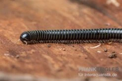 Grüner Tausendfüßer, Spirobolus Sp. "Green"