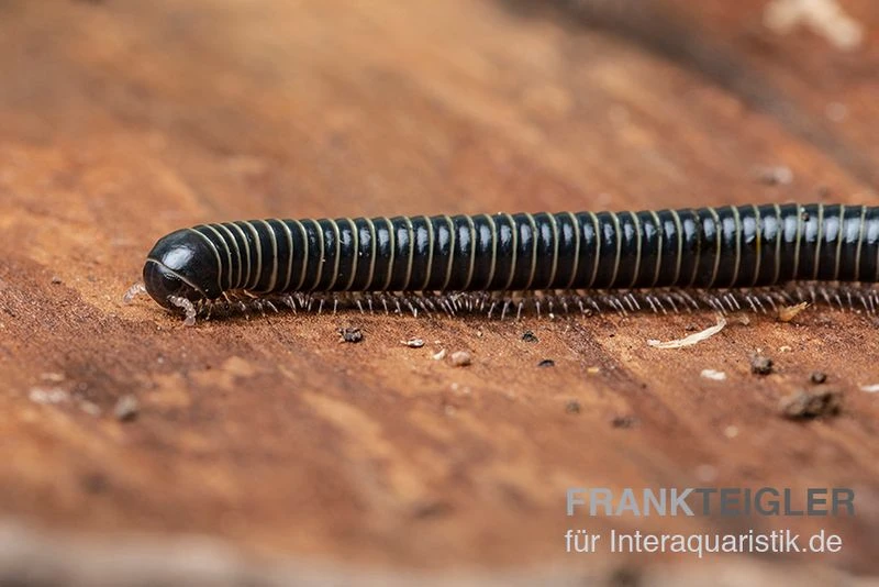 Grüner Tausendfüßer, Spirobolus Sp. "Green" 3 Grüner Tausendfüßer, Spirobolus Sp. "Green"