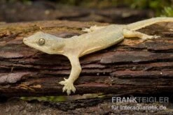 Bestseller -Aquarienladen Hausgecko Hemidactylus frenatus 2