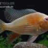 Heckels Buntbarsch Albino, Acarichthys Heckelii -Aquarienladen Heckels Buntbarsch albino Acarichthys heckelii 1