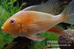 Aquarienladen -Aquarienladen Heckels Buntbarsch albino Acarichthys heckelii 2
