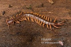 Hundertfüßer, Scolopendra Subspinipes "Thai-Red-Dragon" -Aquarienladen Hundertfuesser Scolopendra subspinipes ThaiRedDragon 03