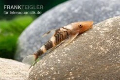 Orange-Otocinclus, Nannoptoma Spec. Orange -Aquarienladen Hypoptopoma sp Peru Orange 11