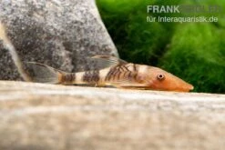 Orange-Otocinclus, Nannoptoma Spec. Orange -Aquarienladen Hypoptopoma sp Peru Orange 12