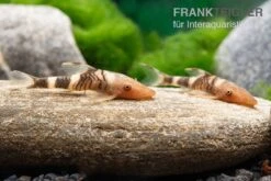 Aquarienladen -Aquarienladen Hypoptopoma sp Peru Orange 8