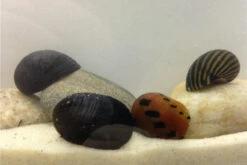 Rennschnecken-Bundle: 5x Rennschnecke Im Farbmix 7 Rennschnecken-Bundle: 5x Rennschnecke Im Farbmix -Aquarienladen IMG 0348