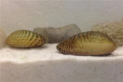 Schwebealgen-Bundle: 2x Ornamentmuscheln + 1 Portion Büschelfarn + 4 Bund-Pflanzen 12 Schwebealgen-Bundle: 2x Ornamentmuscheln + 1 Portion Büschelfarn + 4 Bund-Pflanzen -Aquarienladen IMG 0509