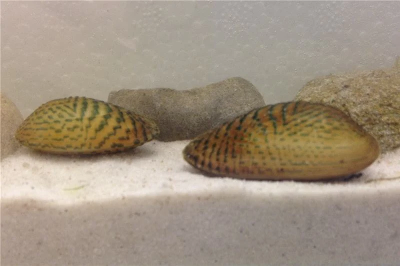 Schwebealgen-Bundle: 2x Ornamentmuscheln + 1 Portion Büschelfarn + 4 Bund-Pflanzen 7 Schwebealgen-Bundle: 2x Ornamentmuscheln + 1 Portion Büschelfarn + 4 Bund-Pflanzen – Bild 5