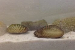 Schwebealgen-Bundle: 2x Ornamentmuscheln + 1 Portion Büschelfarn + 4 Bund-Pflanzen 13 Schwebealgen-Bundle: 2x Ornamentmuscheln + 1 Portion Büschelfarn + 4 Bund-Pflanzen -Aquarienladen IMG 0510