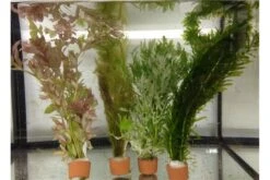 Schwebealgen-Bundle: 2x Ornamentmuscheln + 1 Portion Büschelfarn + 4 Bund-Pflanzen 11 Schwebealgen-Bundle: 2x Ornamentmuscheln + 1 Portion Büschelfarn + 4 Bund-Pflanzen -Aquarienladen IMG 0520