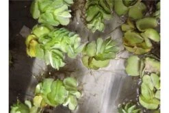 Schwebealgen-Bundle: 2x Ornamentmuscheln + 1 Portion Büschelfarn + 4 Bund-Pflanzen 10 Schwebealgen-Bundle: 2x Ornamentmuscheln + 1 Portion Büschelfarn + 4 Bund-Pflanzen -Aquarienladen IMG 0523