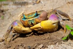 Indonesische Riesenlandkrabbe, Cardisoma Carnifex -Aquarienladen Indonesische Riesenlandkrabbe Cardisoma carnifex 2