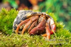 Karibik-Einsiedlerkrebs, Coenobita Clypeatus 7 Karibik-Einsiedlerkrebs, Coenobita Clypeatus -Aquarienladen Karibik Einsiedlerkrebs Coenobita clypeatus neu 2