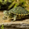 Karibische Schmuckschildkröte, Trachemys Venusta 2 Karibische Schmuckschildkröte, Trachemys Venusta -Aquarienladen Karibische Schmuckschildkroete Trachemys venusta 1