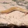 Keilschleiche, Chalcides Sepsoides -Aquarienladen Keilschleiche Chalcides sepsoides