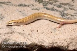 Keilschleiche, Chalcides Sepsoides